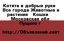 Котята в добрые руки - Все города Животные и растения » Кошки   . Московская обл.,Пущино г.